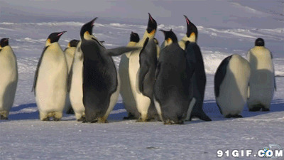 企鹅图片大全动态图:企鹅,打架