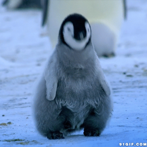 励志小企鹅动态图:企鹅,小企鹅