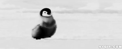 动态小企鹅qq表情:企鹅,小企鹅