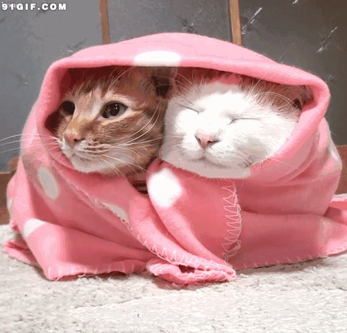 可爱萌猫动态图:猫猫,温暖