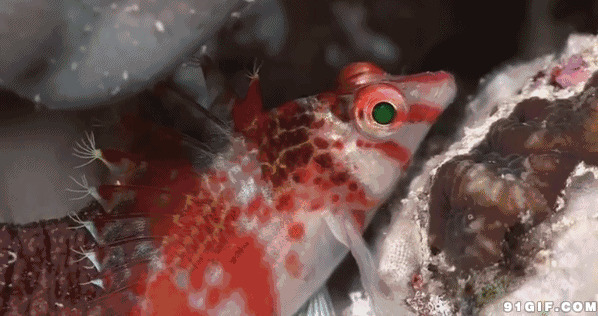 海底鱼动态图片:海底,鱼儿