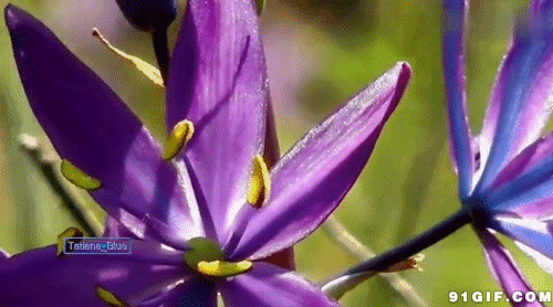 紫色的花图片:花朵,紫色