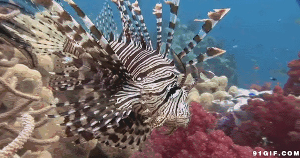 海底奇怪生物图片:海底,生物,鱼