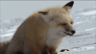 斗鱼狐狸动态图:狐狸