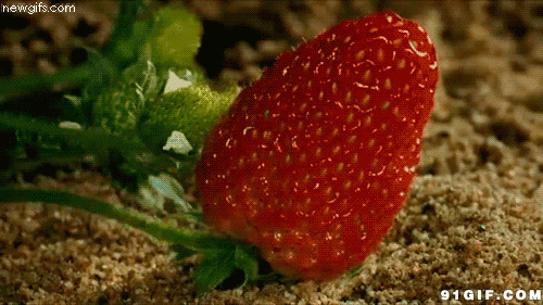 草莓动态图