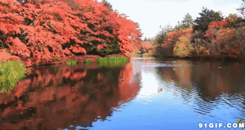秋天风景动态图:风景,流水