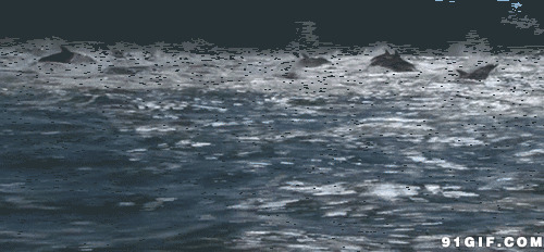 海豚动态图:海豚,海浪