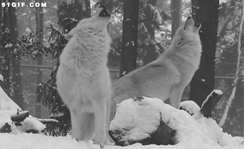 狼群图片大全:狼群,雪地,野狼