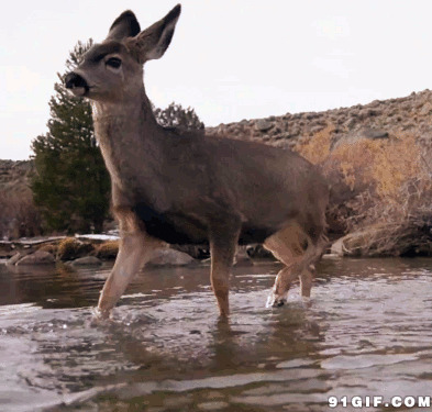 小动物过河图片:过河,梅花鹿,小鹿