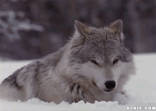 狼动态图片大全:野狼,饿狼
