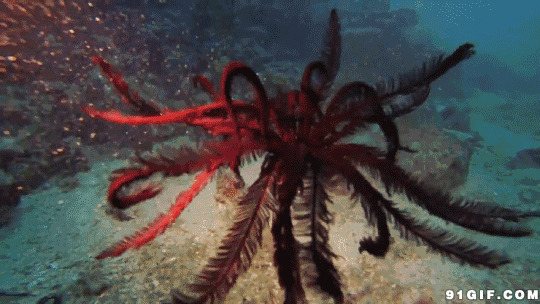 海底生物图片大全:大海,生物
