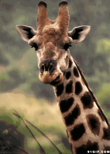 长颈鹿动态图:长颈鹿