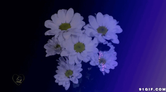小白花图片:小白花,小花,山茶花