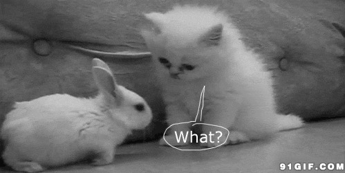 搞笑猫猫动态图:猫猫,兔子
