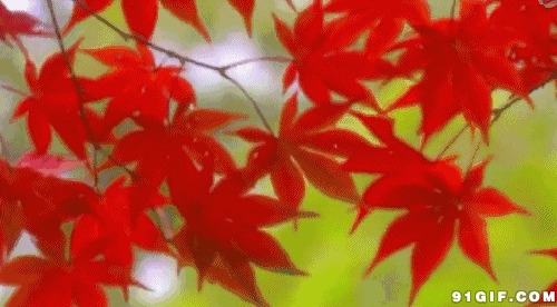 香山红叶图片大全:红叶,树叶,枫叶