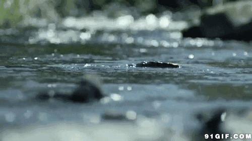 小溪流水的图片