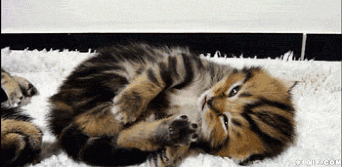 萌猫猫可爱的旳动态图片