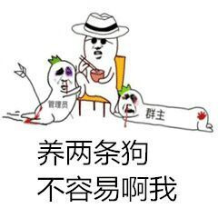养两条狗不容易啊我表情图片
