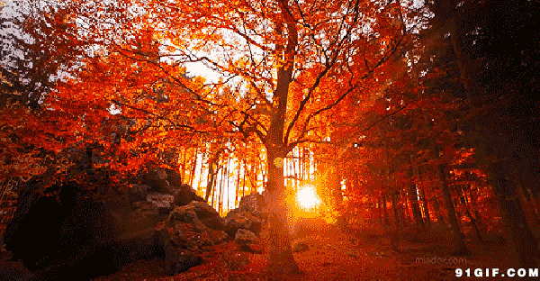 阳光森林图片:阳光,光线,红叶