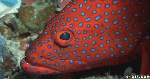 海底世界热带鱼图片:海底,热带鱼