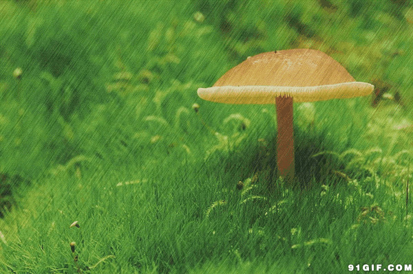 雨中蘑菇图片:蘑菇,雨景,下雨