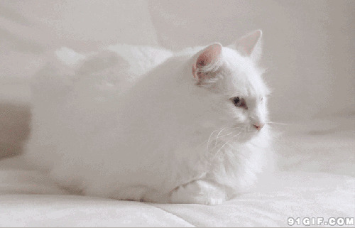 可爱小猫咪图片大全:猫猫,可爱,白猫
