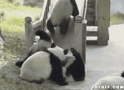 小熊猫摔滚下滑梯动态图:熊猫,摔倒