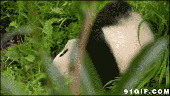 小熊猫草地打滚动态图:熊猫,打滚