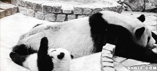 小熊猫从母亲背上摔下动态图