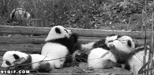 笨拙小熊猫栏杆摔下动态图:熊猫,摔倒
