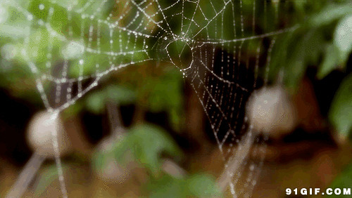 雨水滴在残破蜘蛛网动态图