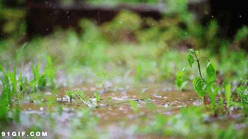 春天的雨水滴落土壤动态图:雨水,土壤