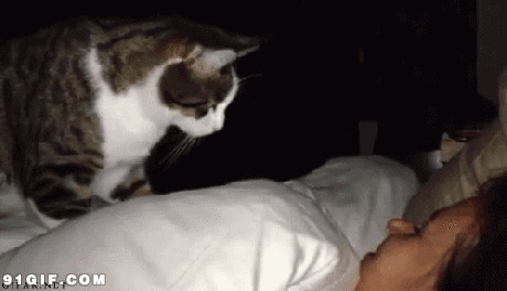 猫咪叫主人起床动态图
