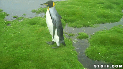笨拙小企鹅跳过水沟动态图:企鹅,跳跃