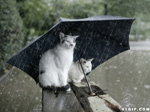 两只猫咪雨中打伞看海动态图