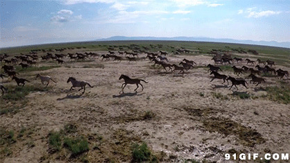荒野万马奔腾动态图片:马儿,奔跑,奔马