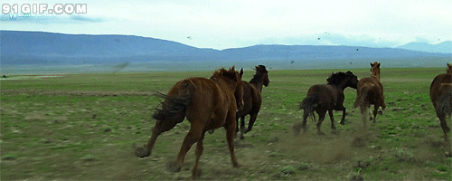 马匹塞外草原奔跑动态图