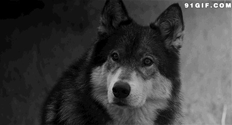 大耳朵狗狗图片:狗狗,耳朵