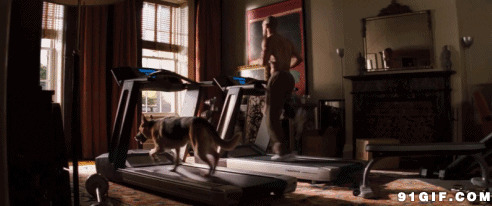 狗狗锻炼图片:锻炼,狗狗,跑步机