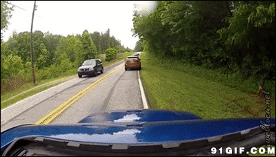 被车撞的图片:撞车,小鹿,开车