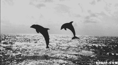鱼跃出水面的图片:跳跃,水面,海豚