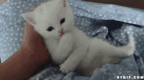 可爱小猫动态图:猫猫,小猫