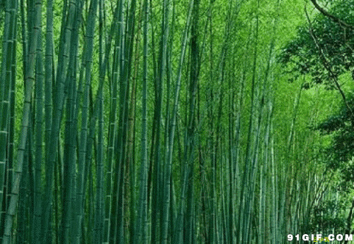 竹林动态图片:竹林,森林,竹子