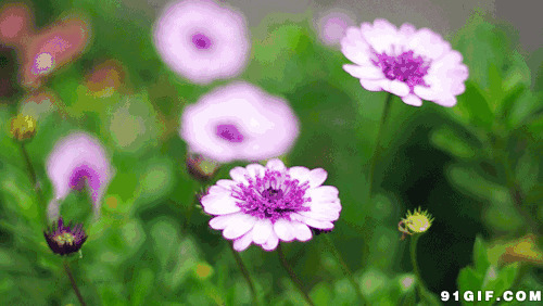 小花动态图片大全:小花,花朵,菊花