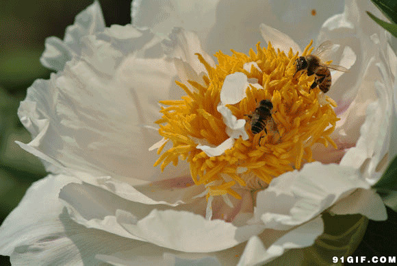 蜜蜂采蜜动态图