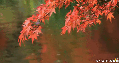 红叶动态图片:红叶,树叶,枫叶