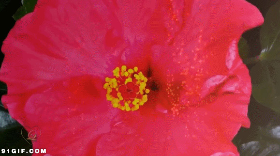 大红花图片大全:红花,花开