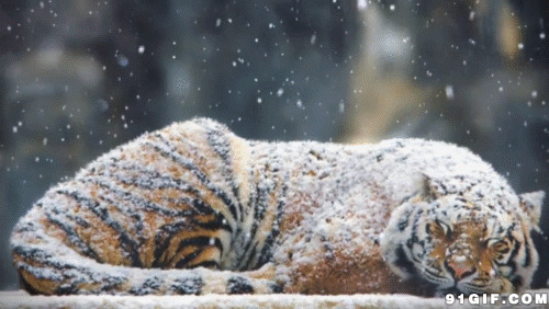 雪中老虎图片:老虎,风雪,下雪