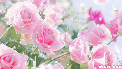 粉红色花图片:玫瑰,粉玫瑰