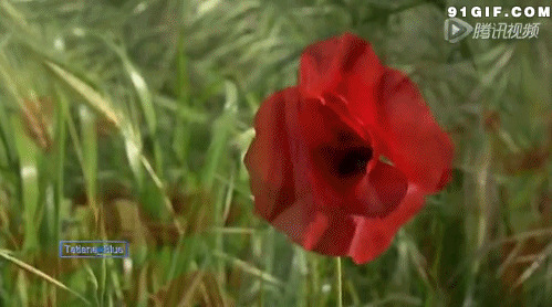 红色的花图片:花朵,罂粟